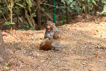 The Rhesus Macaque, a lively and intelligent primate, thrives in Karnala Bird Sanctuary. Known for its social groups, playful antics, and adaptability, it adds charm to the sanctuary’s wildlife.