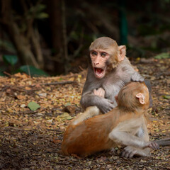 The Rhesus Macaque, a lively and intelligent primate, thrives in Karnala Bird Sanctuary. Known for its social groups, playful antics, and adaptability, it adds charm to the sanctuary’s wildlife.