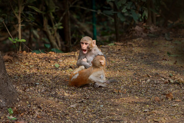 The Rhesus Macaque, a lively and intelligent primate, thrives in Karnala Bird Sanctuary. Known for its social groups, playful antics, and adaptability, it adds charm to the sanctuary’s wildlife.