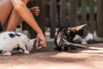 A person kneels on the ground, offering food to adorable kittens of varying colors. The scene takes...