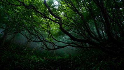 Naklejka premium Enchanted Forest with Overhanging Branches and Misty Atmosphere a Serene and Mystical Green Landscape for Adventure and Tranquility