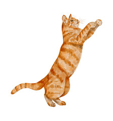 Playful ginger cat reaching up – watercolor red tabby clipart, hand painted illustration