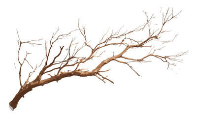 Dry old tree branch isolated, dead twig PNG on transparent background. Birch bough closeup, broken wood texture, natural bark detail, forest stick decor, vintage wooden piece, autumn