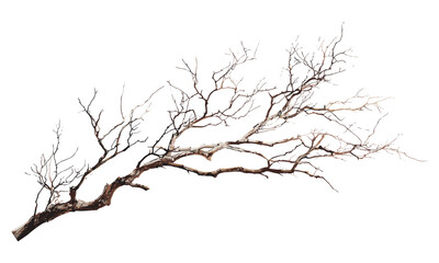 Old dry tree branches isolated on transparent background, dead twig closeup. Vintage wooden bark texture, broken birch bough, natural oak stick, forest decor element, autumn nature scene