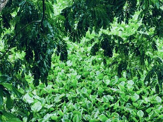 Beautiful trees and leaves in the forest, Green nature background. forest environment