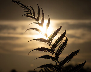 Reaching for the Sun