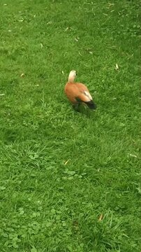 good housewife inspects the house and puts it in order. Humor. A duck walks across the meadow and eats