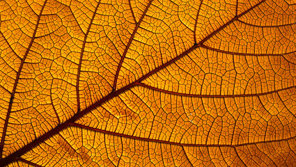 Obraz premium Macro View of a Decaying Autumn Leaf Revealing Intricate Vein Patterns and Warm Golden Tones for Seasonal Visuals
