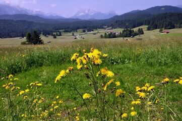Buckelwiesen bei Mittenwald