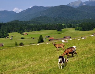Buckelwiesen bei Mittenwald