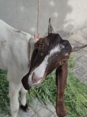 Close up pose of goat with brown and white colour
