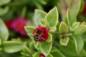 Abelha numa flor vermelha no meio das folhas verdes 