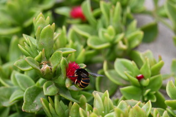 Abelha numa flor vermelha no meio das folhas verdes 