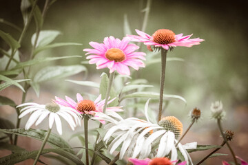 Echinacea Sonnenhut  Sommerblumen in weiß pink Hintergrund Blumenwiese
