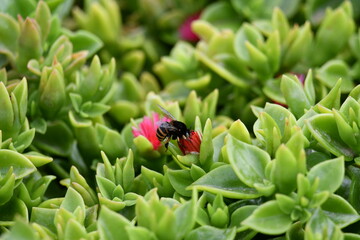 Abelha numa flor vermelha no meio das folhas verdes 