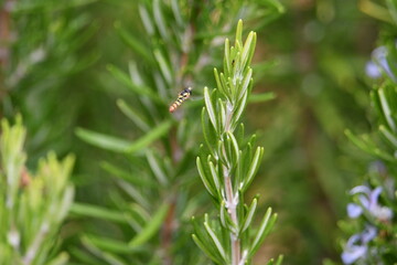 Ramo de Alcrim Salvia rosmarinus com mini insecto