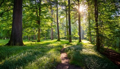 Naklejka premium lush forest glade with towering trees and sunlit path