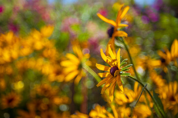 Beautiful flower in the garden. Coneflower - Rudbeckia with yellow petals. Beautiful bokeh of an old lens