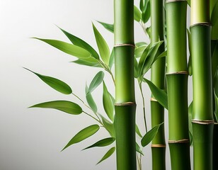 green bamboo stalks with leaves on a light background