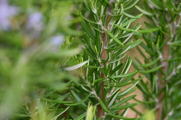 Ramo de Alcrim Salvia rosmarinus