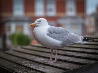 gull on a shed roof