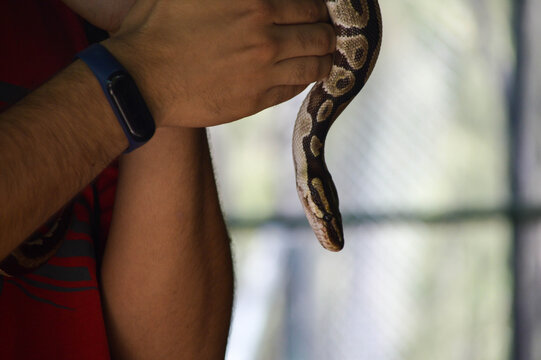 Close up of person holding and handling royal ball python snake