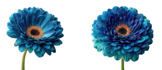 Two vibrant blue gerbera daisy flowers with water droplets, isolated on transparent background