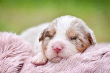 Cute newborn red merle australian shepherd puppy sleeping on soft wool fluffy blanket