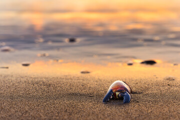Crab claw on sandy beach at sunrise. Washed ashore by the sea, the claw lies in soft light with...