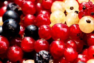 Close-up of assorted berries including red, black, and white currants. 