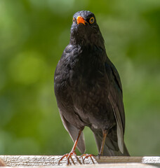 Amsel auf dem Zaun
