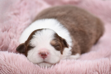 Cute newborn australian shepherd puppy sleeping on soft wool fluffy blanket