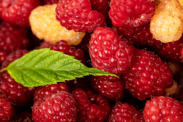 Fresh red and yellow raspberries with a green leaf. 