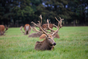 A male Red Deer with a magnificent set of antlers resting on the ground with other deer begind