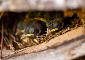 Two wren chicks (scientific name Troglodytes troglodytes) crouched in a hidden nest