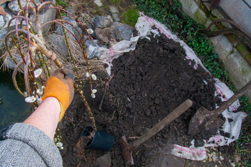 Spring willow planting near a pond: a seedling, a gloved hand, a shovel, and soil.