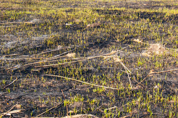 New life after a fire. Young sprouts on a burnt reed field.