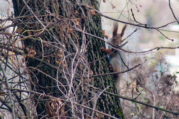 Squirrel on a tree among branches. Winter coloring.