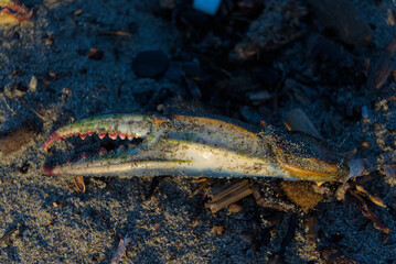 A close-up, low-angle shot shows a crab claw lying on sandy, dark ground, its jagged teeth and speckled interior visible.
