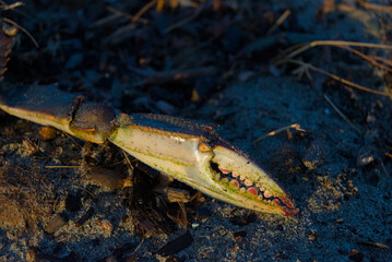 A close-up, low-angle shot shows a crab claw lying on sandy, dark ground, its jagged teeth and...