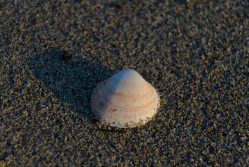 A single clam shell rests on dark, coarse sand, its smooth, striped surface catching the warm sunlight.