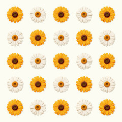 Pattern of yellow and white daisies on light background  