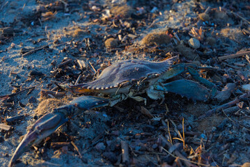 A blue crab lies on a sandy, earthy ground covered in detritus, its shell glistening in the sunlight with a hint of purple.