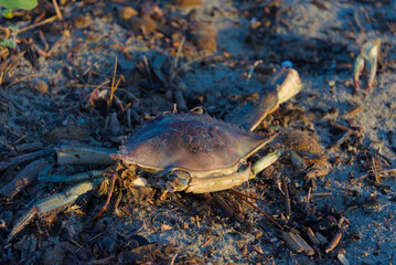 A blue crab lies on a sandy, earthy ground covered in detritus, its shell glistening in the sunlight with a hint of purple.