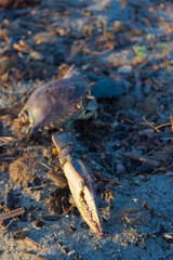 A blue crab lies on a sandy, earthy ground covered in detritus, its shell glistening in the sunlight with a hint of purple.