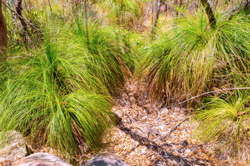 Fototapeta premium Typical grass growing on Whitsunday Island. The beach is known for its crystal white silica sands and turquoise colored waters. Australia