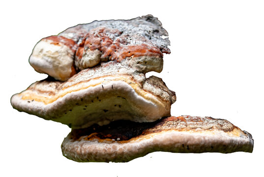 Fomitopsis pinicola, Rotrandiger Baumschwamm PNG,
Baumschw&auml;mme, tree sponges