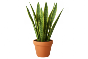 Realistic 3d rendering of a vibrant snake plant in a terracotta pot, isolated on a transparent background, perfect for design projects