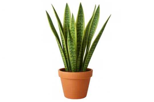 Realistic 3d rendering of a vibrant snake plant in a terracotta pot, isolated on a transparent background, perfect for design projects