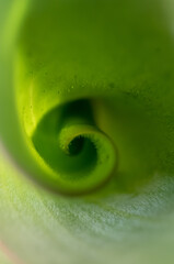 Fibonacci essence in nature the growth spiral of the tulip leaf